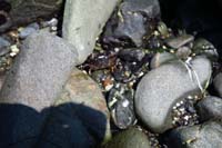 107-found_a_crab