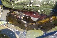 108-lots_of_hermit_crab_shells