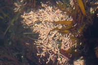 121-coralline_algae