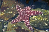 122-sea_star