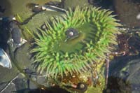 123-anemone_with_snail_in_it