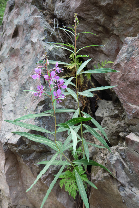 058-fireweed