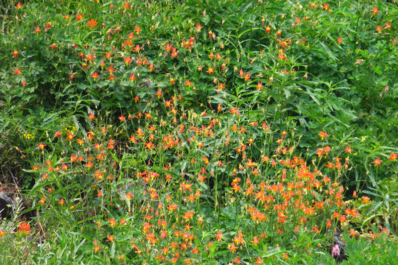 060-crimson_columbine