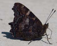 029-California_Tortoise_Shell_Butterflies