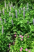 034-pretty_wildflowers-lupines_and_purple_monkey-flower