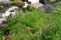 055-lots_of_very_pretty_wildflowers