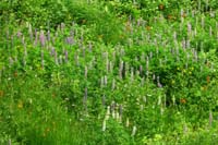 056-lots_of_very_pretty_wildflowers