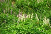057-a_lot_of_lupines