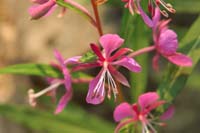 059-fireweed-past_prime_flowering
