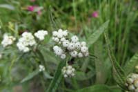 061-pearly_everlasting-flowers_about_to_open