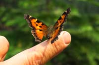 062-california_tortoise_shell_butterfly_on_Daddy's_finger