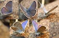 063-western_tailed_blue_butterfly