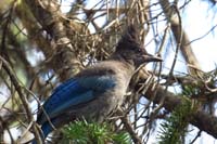 070-Steller's_jay_hanging_around_our_campsite