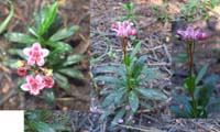 092-pipsissewa,prince's_pine-interesting_flower_that_opens_to_the_ground