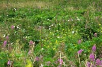 03-lots_of_flowers