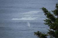 04-spotted_a_grey_whale_close_to_shore