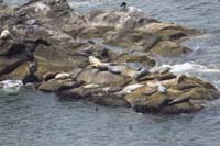 06-sea_lions_hanging_out_on_the_rocks