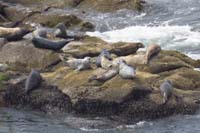 07-sea_lions
