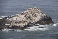 08-lots_of_birds_hanging_out_on_the_rocks-that_is_a_lot_of_poop