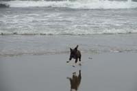 14-Rainier_having_so_much_fun_off_leash