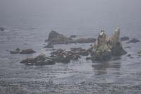 29-lots_of_sea_lions_out_there_on_rocks_making_lots_of_noise