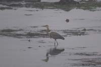 35-crane_taking_advantage_of_negative_low_tide