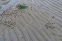 37-lots_of_exposed_anemones