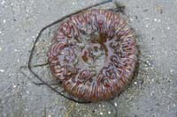 38-close-up_view_of_an_exposed_anemone