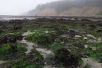 39-lots_of_sea_weed-slippery-Daddy_went_this_way