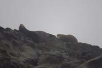 40-Daddy_spots_sea_lions_nearby