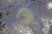 47-anemone_in_shallow_water