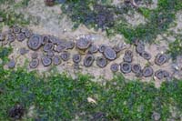 48-anemone_and_sea_lettuce