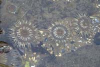 49-anemones_in_shallow_water