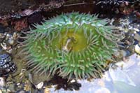 50-anemone_in_shallow_water