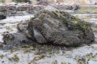 59-lots_of_rocks_with_lots_of_anemones