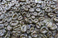 60-group_of_anemones