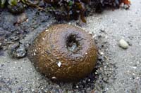 61-a_very_closed_up_anemone_preserving_its_precious_water_until_the_tide_returns
