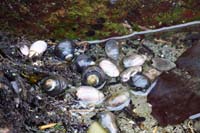 62-lots_of_snail_shells