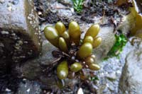 65-sea_sack_algae
