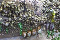 67-lots_of_hanging_anemones
