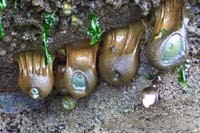68-the_hanging_anemones_look_like_old_sagging_ball_sacks