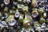 69-the_hanging_anemones_look_like_old_sagging_ball_sacks