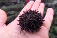 71-purple_sea_urchin