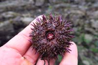72-purple_sea_urchin_underside