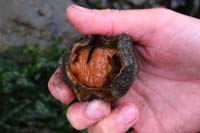 76-woody_chiten_snail_underside