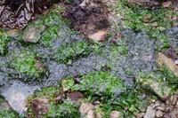 77-sea_lettuce-edible-put_it_in_salads-of_course_after_rinsing_removing_salt_water