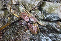 79-shore_crab