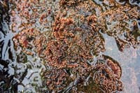 81-coralline_algae_since_it_resembles_actual_coral