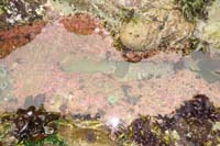 82-coralline_algae