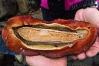 84-jumbo_chiton_underside